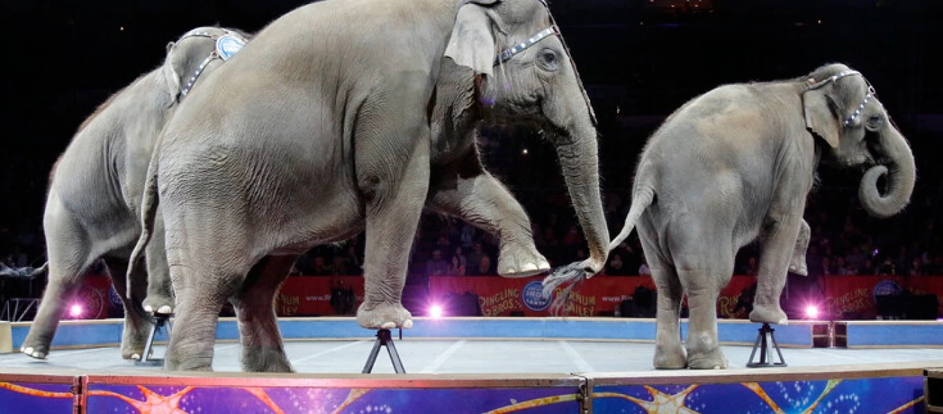 «Πανικός» στη Ρωσία: Ελέφαντες στο τσίρκο «τρελάθηκαν» και άρχισαν να... μονομαχούν (βίντεο)